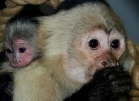 Mangabey Monkey Animals for sale in Crum, WV 25669, USA. price: $1,600