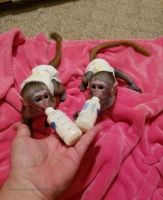 Mangabey Monkey Animals for sale in Charleston, SC, USA. price: $350