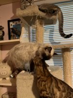 Manx Cats for sale in Houston, TX, USA. price: $400