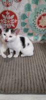 Manx Cats for sale in Brownwood, TX 76801, USA. price: $400