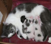 Manx Cats for sale in Royse City, TX 75189, USA. price: $300