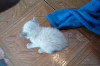 Manx Cats for sale in Perry, FL, USA. price: $40