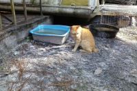 Manx Cats for sale in Perry, FL, USA. price: $20