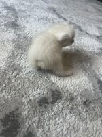 White Manx Female Kitten