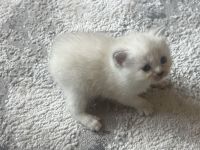 White Manx Female Kitten