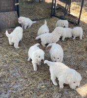 Maremma Sheepdog Puppies Photos