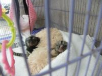 Marmoset Rat Rodents for sale in Los Angeles, CA 90001, USA. price: $500