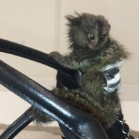 Marmot Rodents Photos