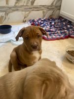 Martin Mosa Mastiff Puppies for sale in Montgomery, TX, USA. price: $250