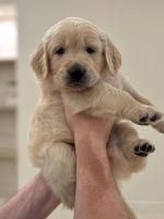 Champagne Goldens of Las Vegas