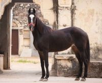 Marwari Horse Horses for sale in E Maple Ave, Flagstaff, AZ 86004, USA. price: $4,500