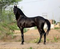 Marwari Horse Horses Photos