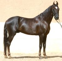 Marwari Horse Horses Photos