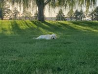 Willow Acres Goldens