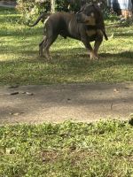 Mccabes American Bully Farm