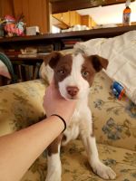 McNab Puppies for sale in Bozeman, MT, USA. price: $600