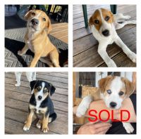 McNab Puppies for sale in Lorida, FL 33857, USA. price: $450