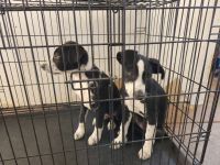 McNab Puppies for sale in Upper Lake, CA 95485, USA. price: $300