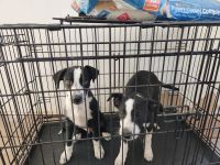 Border Collie McNab puppies for sale