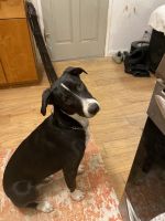 McNab Puppies for sale in Bishop, CA 93514, USA. price: $200