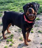 Meierotto Rottweiler