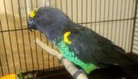 Meyer's Parrot Birds for sale in Monroe, OH, USA. price: $750