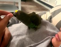 Meyer's Parrot Birds for sale in Monroe, OH, USA. price: $1,000