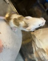 Mice Rodents for sale in Waco, Texas. price: $10