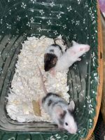 Mice Rodents for sale in Westfield, Indiana. price: $7