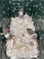Mice Rodents Photos