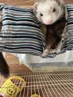 Micro Ferret Rodents Photos
