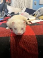 Micro Ferret Rodents for sale in Springfield, Massachusetts. price: NA