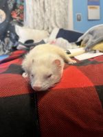 Micro Ferret Rodents Photos
