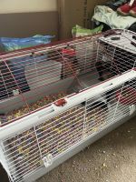 Micro Ferret Rodents for sale in Canton, OH, USA. price: $500