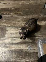 Ferret for rehoming