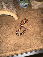 Milk Snake Reptiles for sale in 2707 Twin Woods Ln, Spring, TX 77386, USA. price: $100