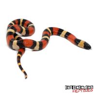 Milk Snake Reptiles for sale in NJ-17, Paramus, NJ 07652, USA. price: $50