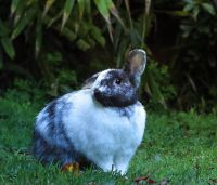 Mini Lop Rabbits Photos