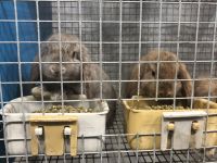 Mini Lop Rabbits