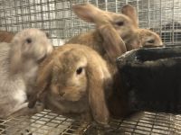 Mini Lop Rabbits