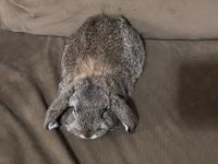 Mini Lop Rabbits Photos