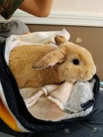 Mini Lop Rabbits for sale in Red Bank, TN 37415, USA. price: $125