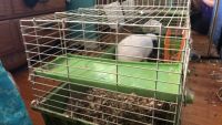 Mini Lop Rabbits for sale in Glendale Heights, IL, USA. price: $100