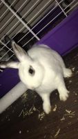 Hotot mix lop bunnies