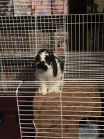 Yui Needs a good home