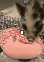 Mini/Micro Pig Animals for sale in Portsmouth, OH 45662, USA. price: $300