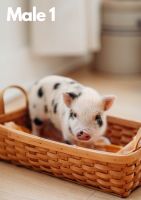 Mini/Micro Pig Animals for sale in Round Rock, Texas. price: $300