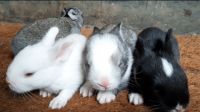 Mini Rex Rabbits for sale in Elanjipra, Kerala 680721, India. price: 409 INR