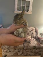 Mini Rex Bunnies For Sale