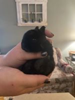 Mini Rex Bunnies For Sale